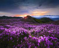 Valley of Flowers Tour