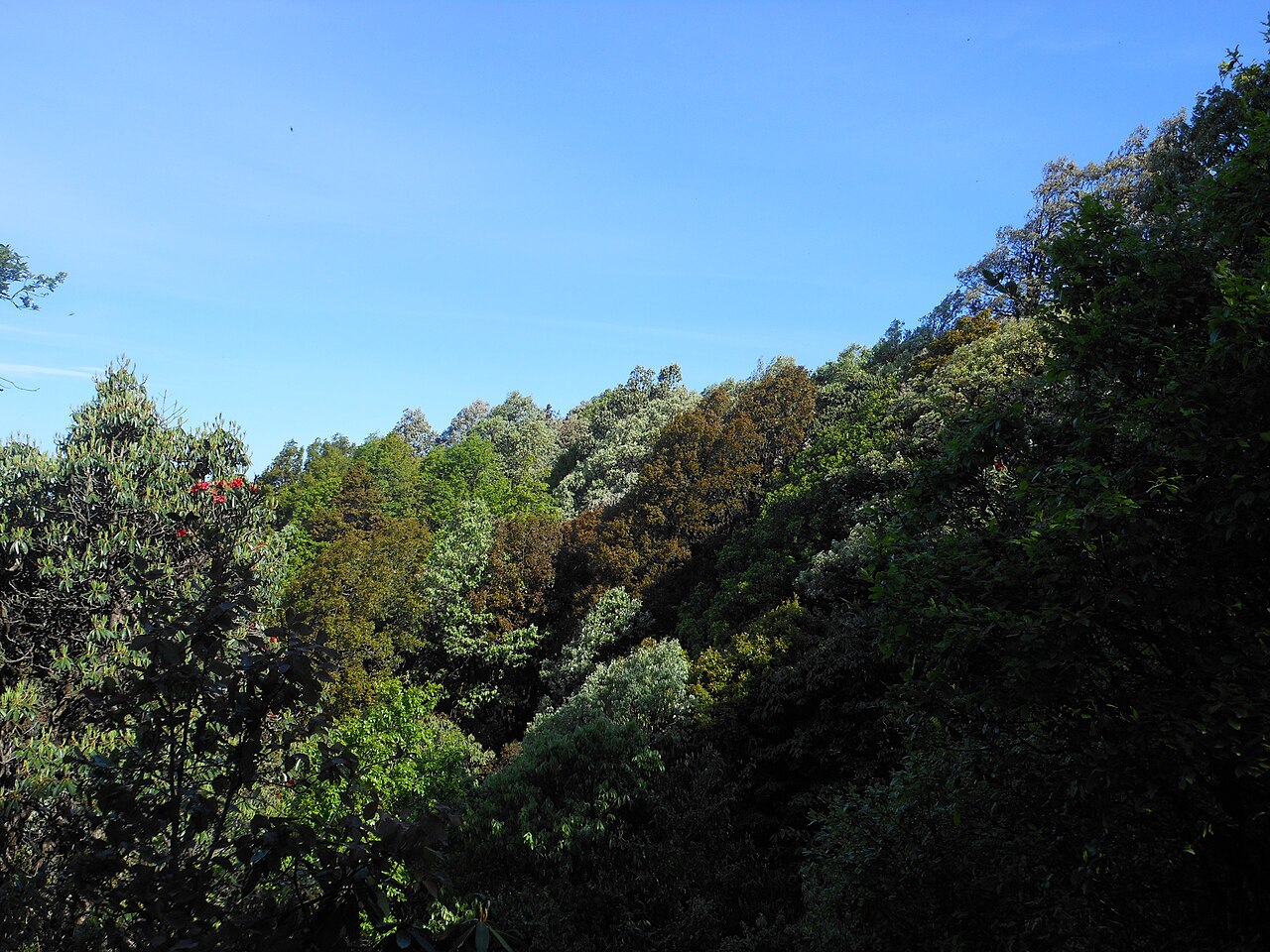 Binsar Sanctuary Trek