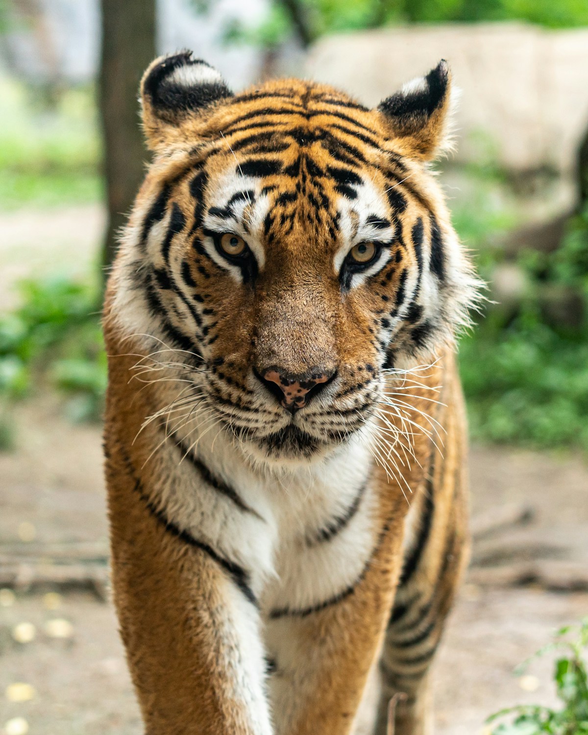 🐯 Jim Corbett Safari Package