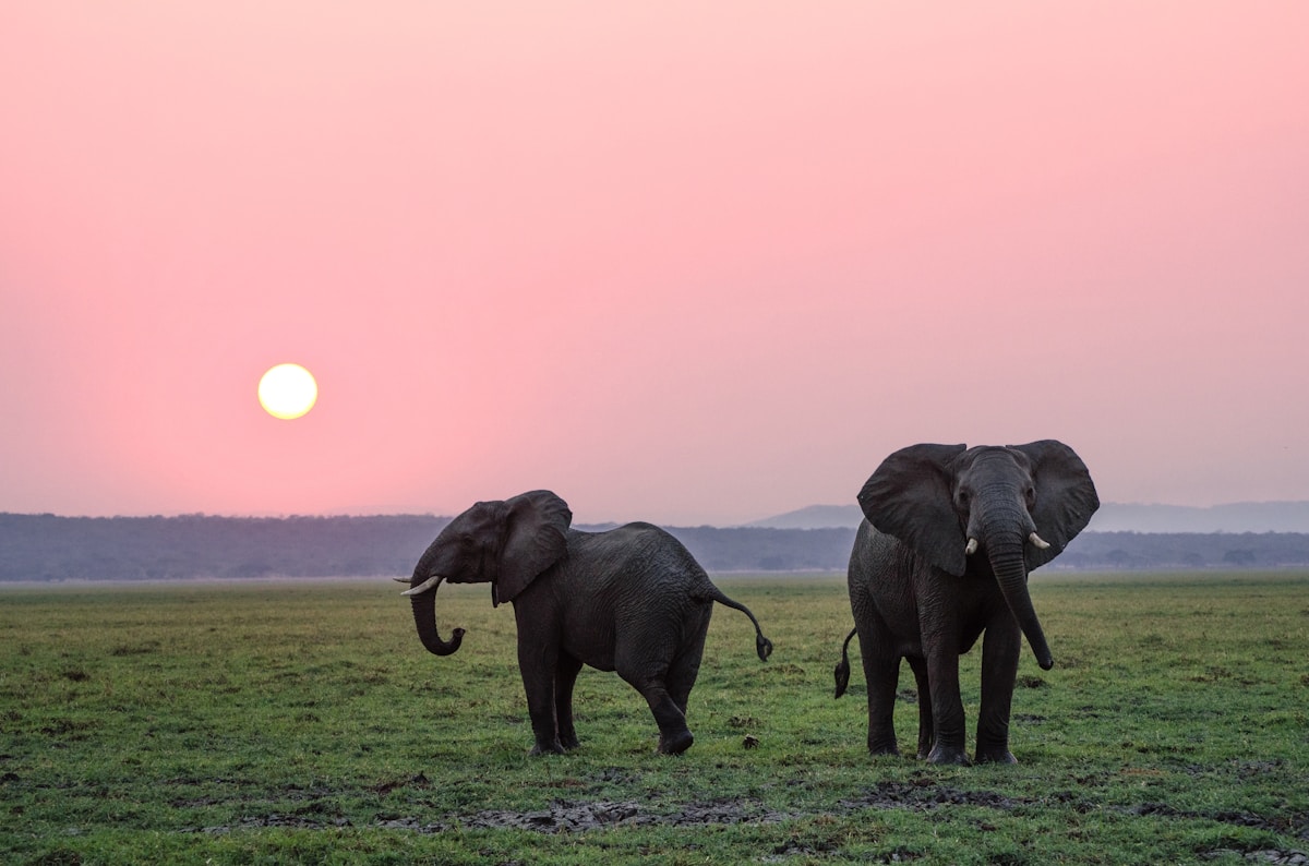 Asian Elephant