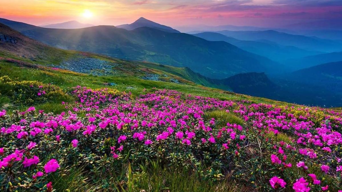 🌸 Valley of Flowers Trek Package