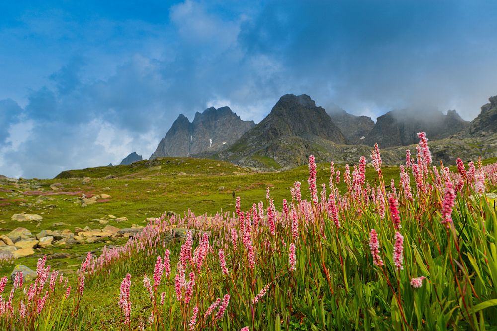 Pink Bistort Flowers Rocky Peaks