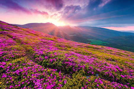 Pink Rhododendron Sunset