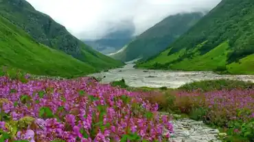 Valley of Flowers