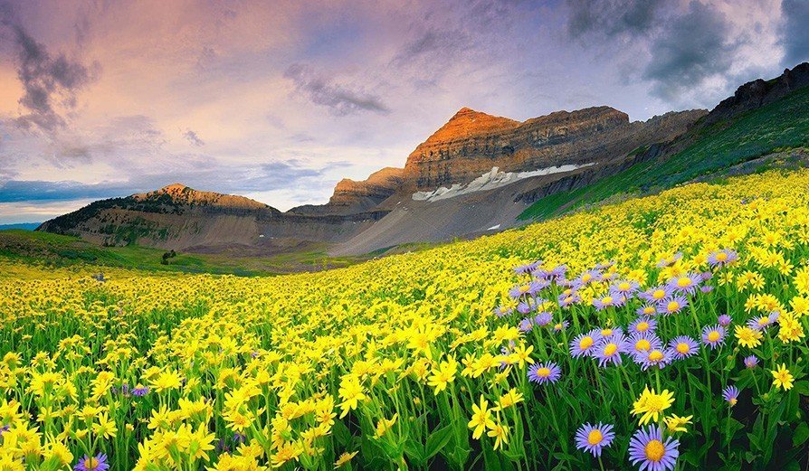 Yellow Wildflowers Valley of Flowers